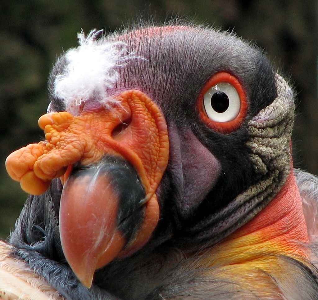 The bright orange caruncle of a King Vulture. c/o wikicommons.