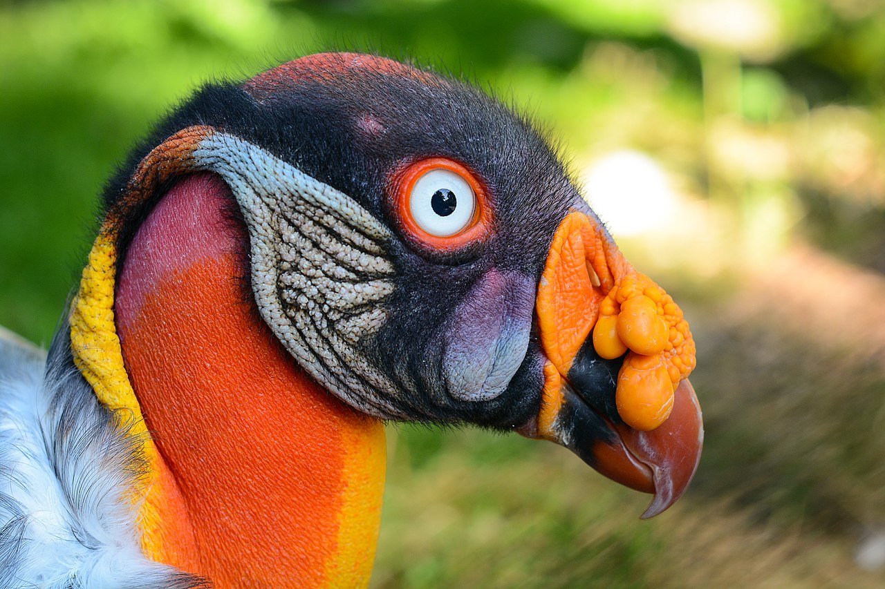 The striking head colorations and decorations of a mature King Vulture. c/o wikicommons.