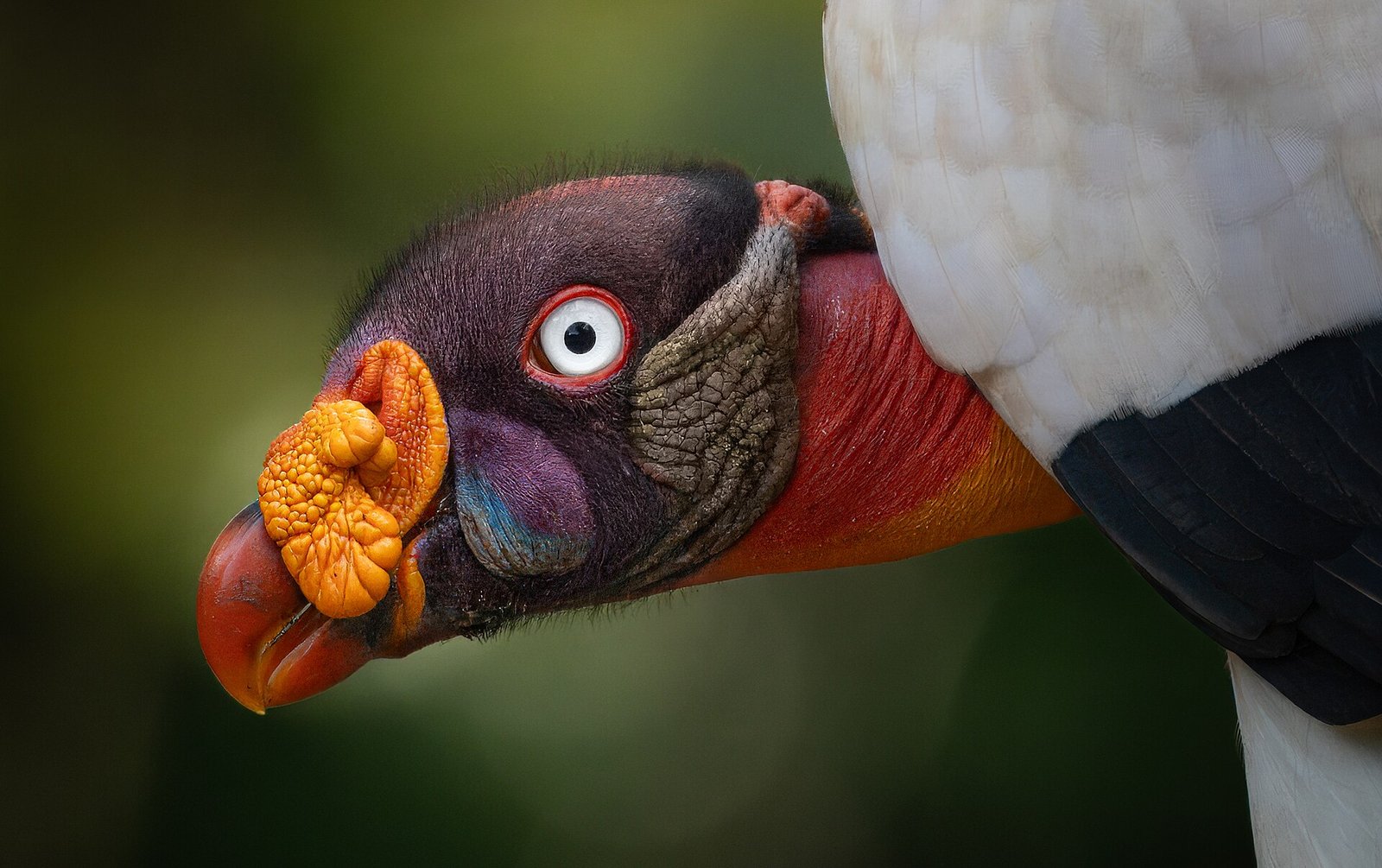 Our Mighty King Vulture