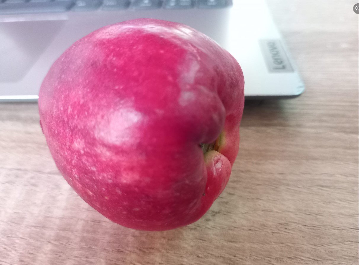 Manzana de Ague in our RE/MAX office, a gift from a local landowner. 