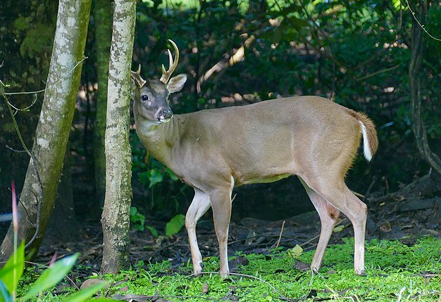 A White Tailed Deer in Guanacaste, Costa Rica. c/o wikicommons.