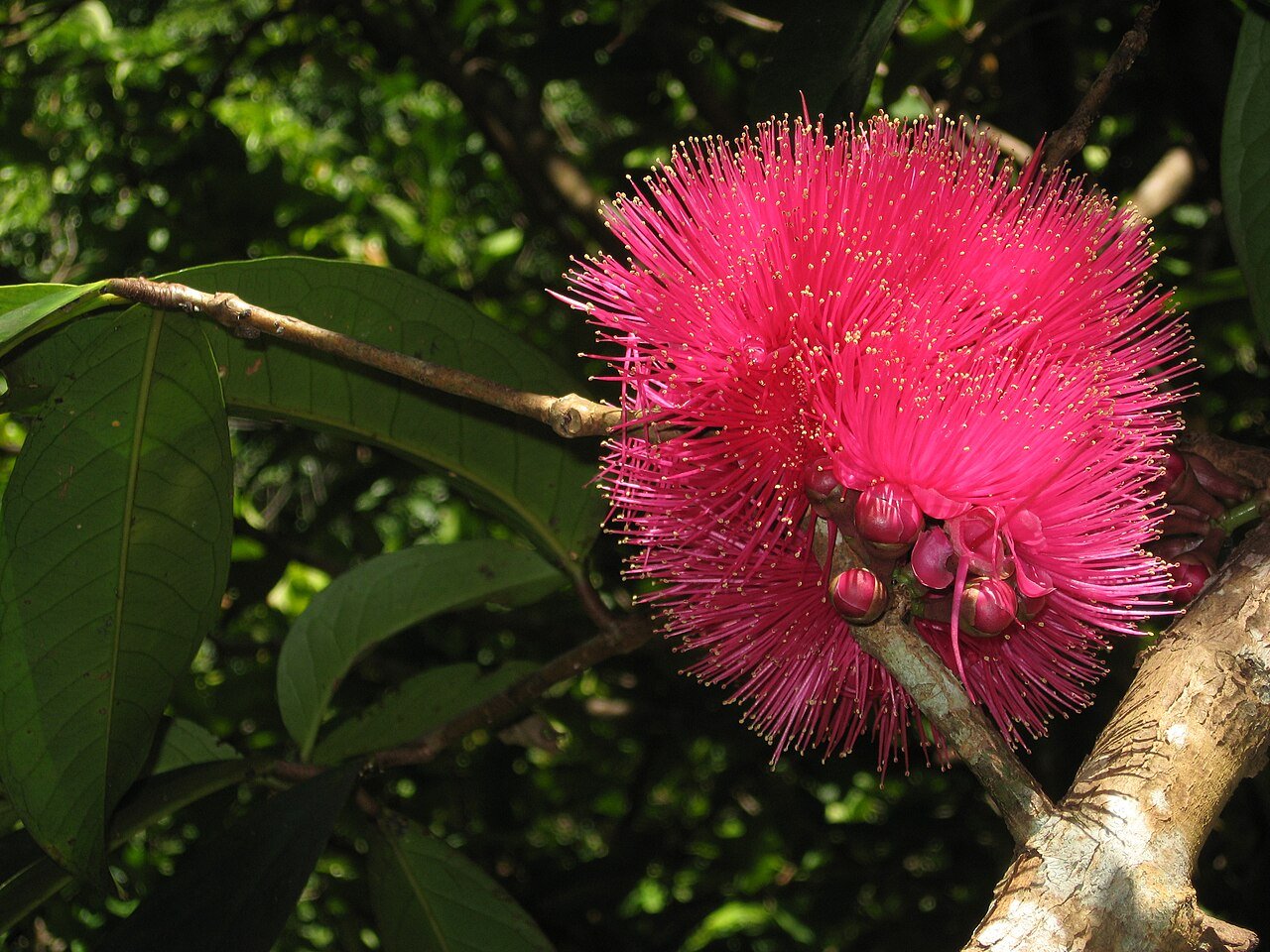 The beautiful flowers of the manzana de Agua tree. c/o wikicommons.