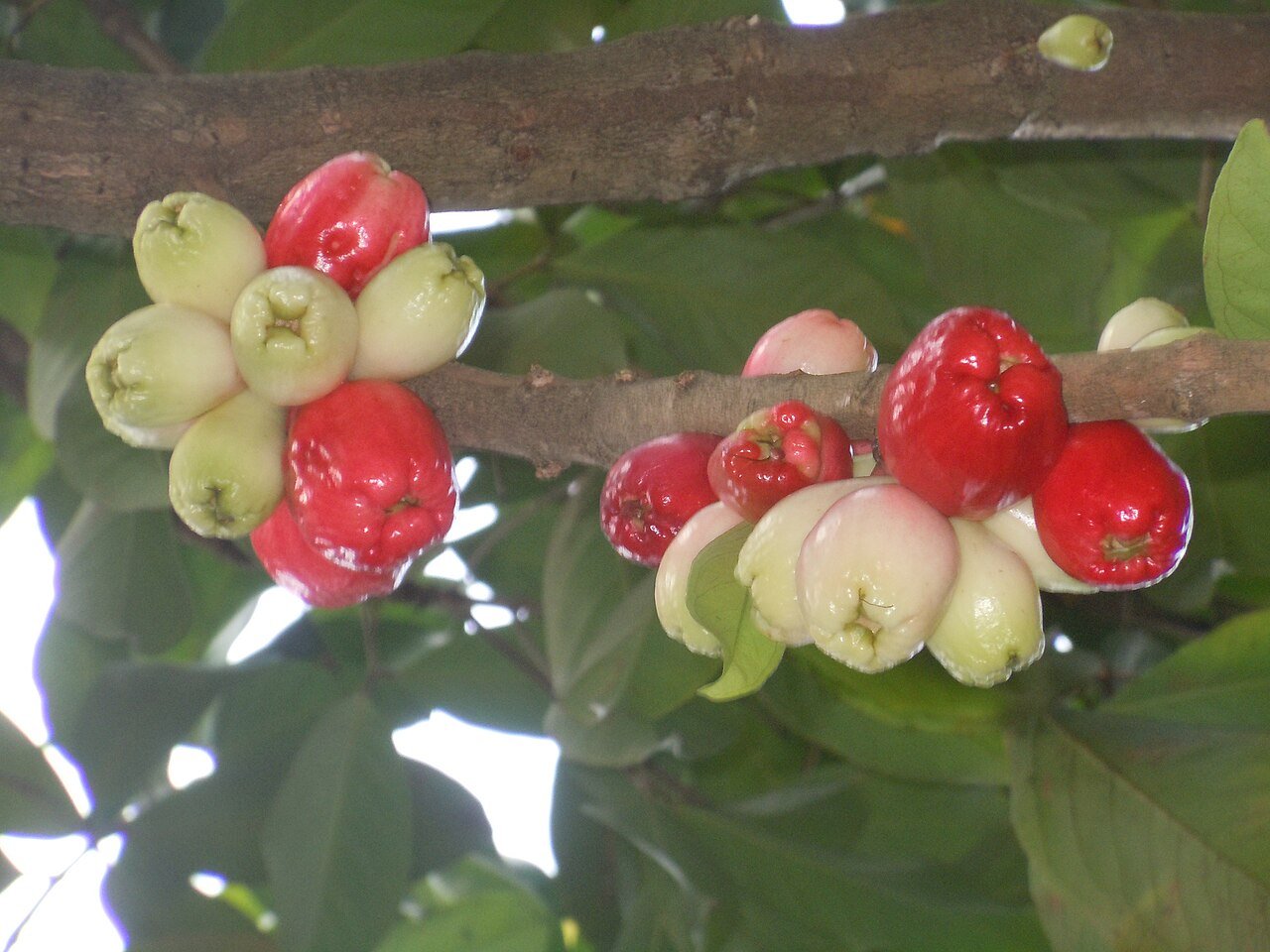 Ripe and ripening Malay Apples. c/o wikicommons.