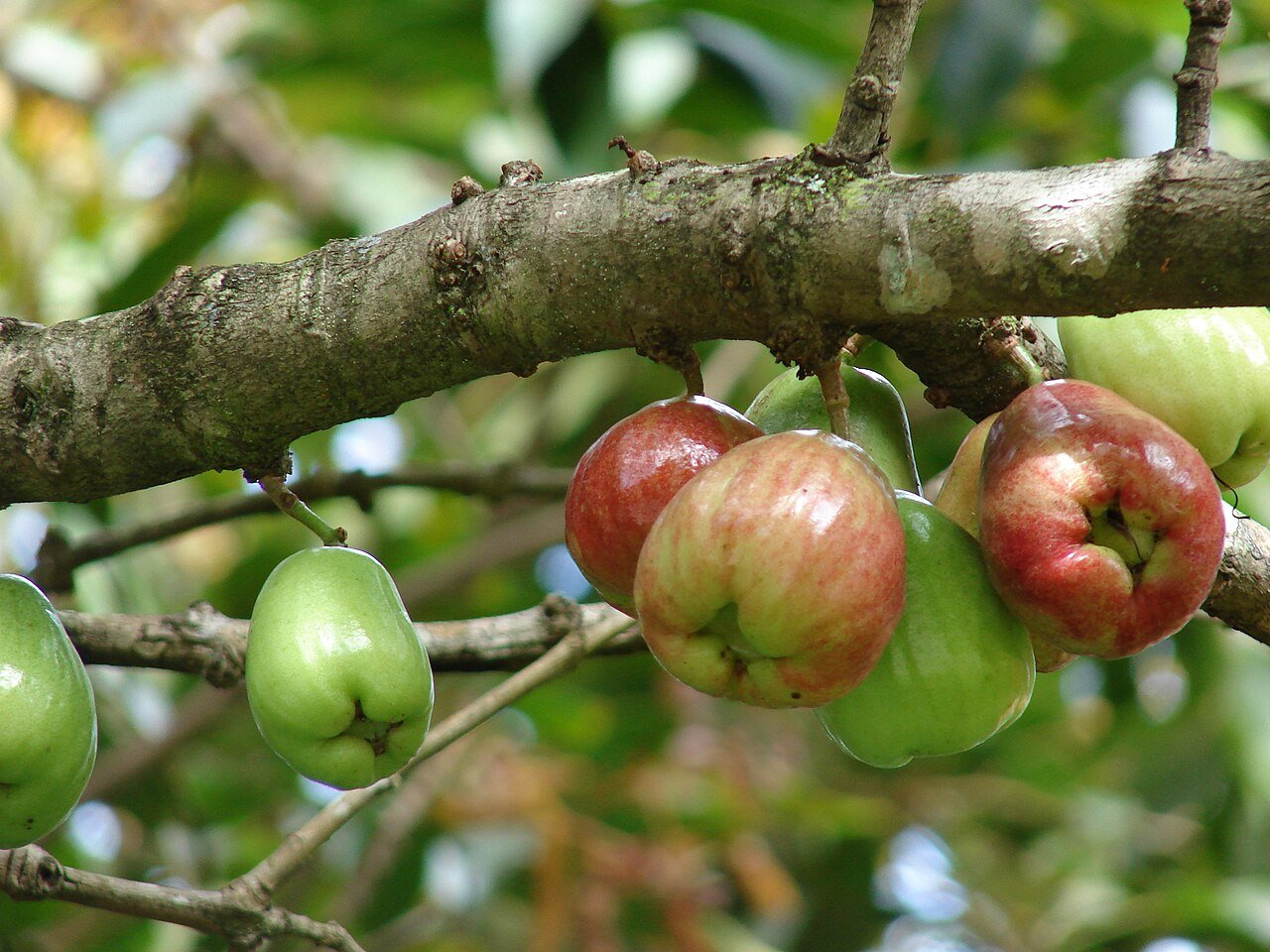 Manzana de Agua