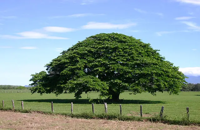 The satisfying symmetry of a Guanacaste tree. c/o wikicommons.