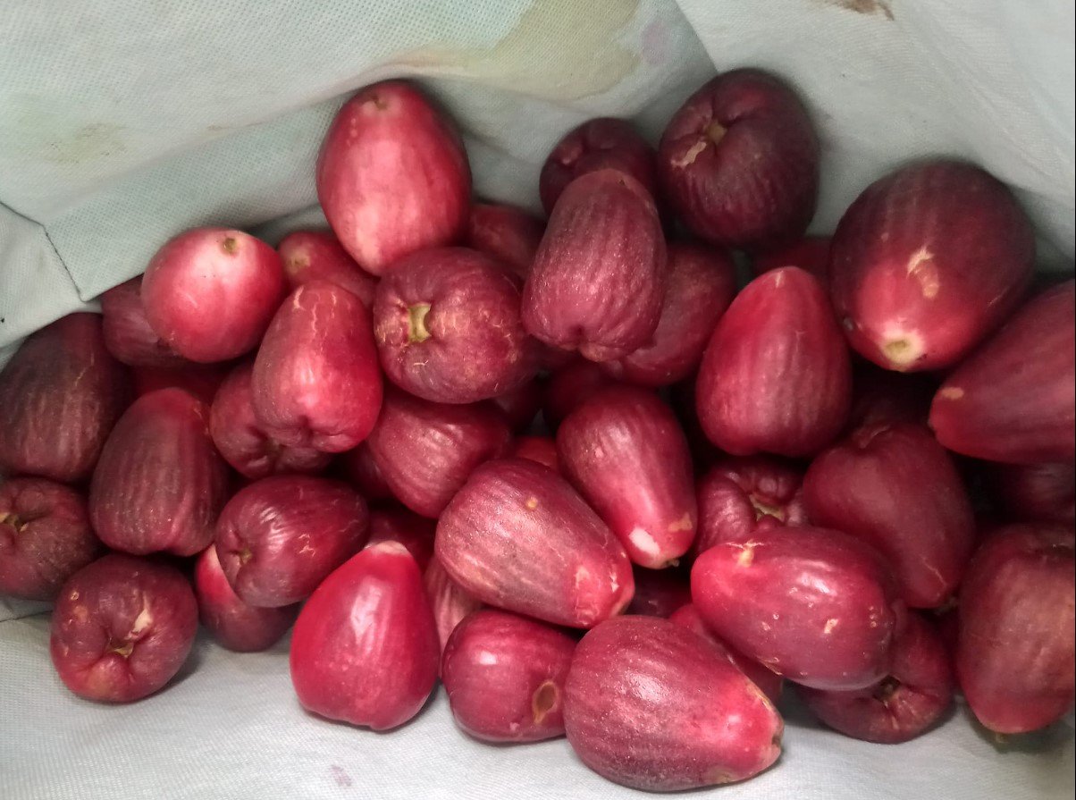 A bag of Manzanas de Agua given to the RE/MAX team by a local land owner. 