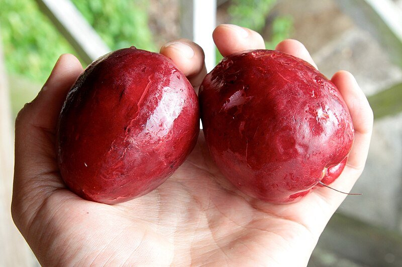 The fruit are a bit smaller than the familiar apple. c/o wikicommons.