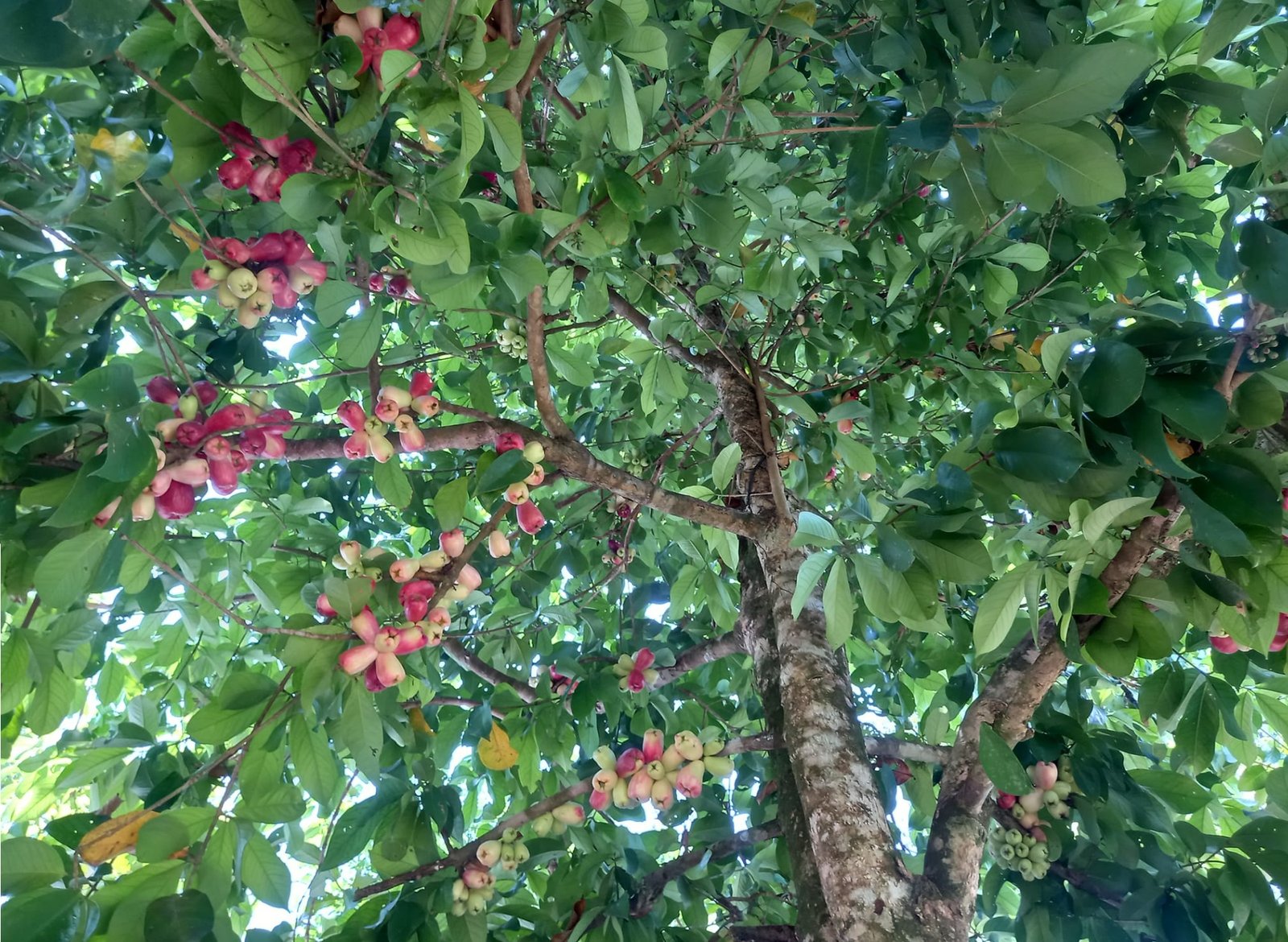 A Manzana de Agua tree near Uvita. 