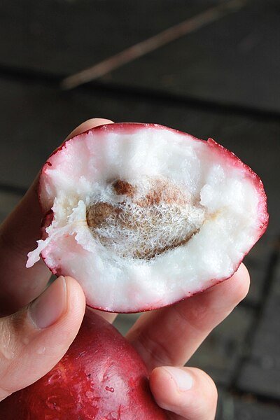 The crispy, tarty, watery and sweet interior of the manzana de Agua. Notice also the relatively large central seed. c/o wikicommons.