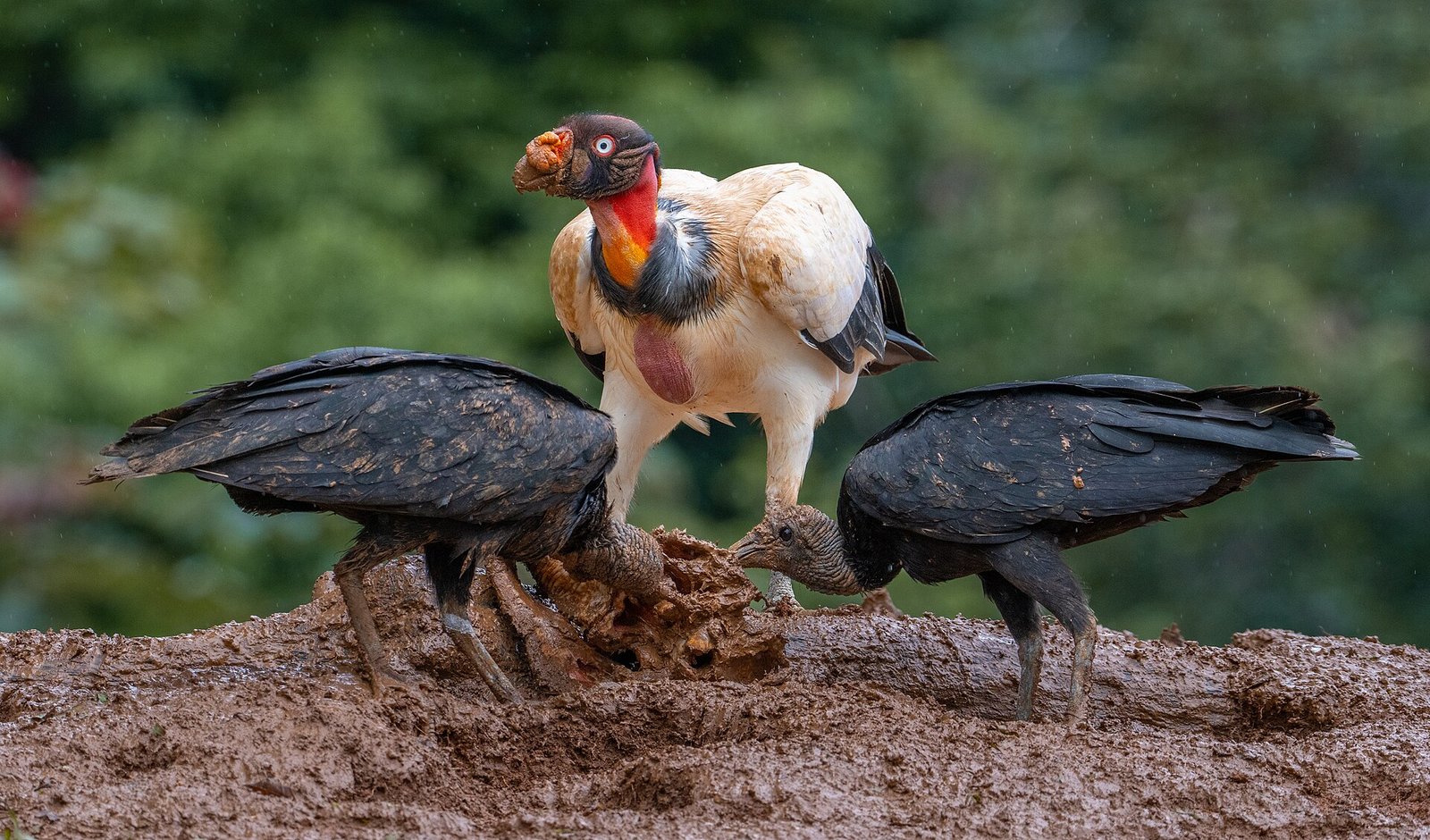 A King Vulture presiding over a feast. Two smaller Black Vultures are enjoying their fill. c/o wikicommons.