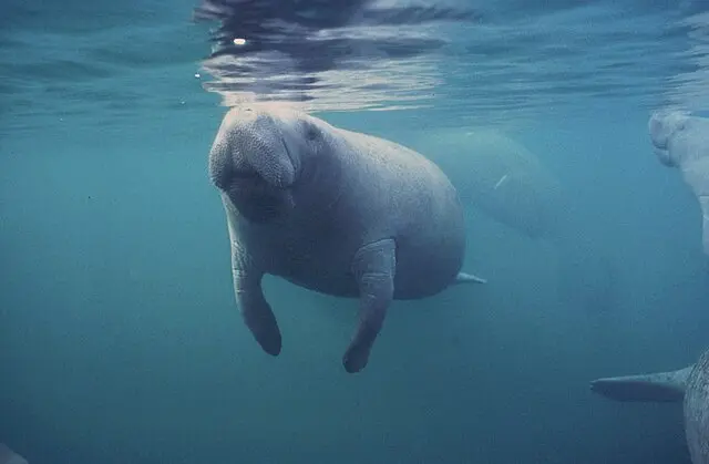 Manatee, or a Sea Cow, the national marine animal of Costa Rica. c/o wikicommons.