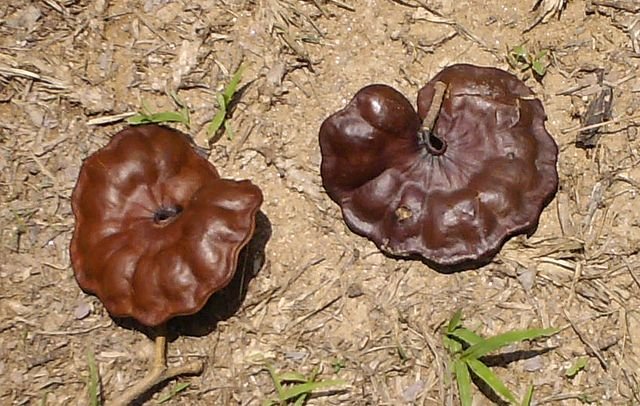 The seedpods of the Guanacaste tree. c/o wikicommons.