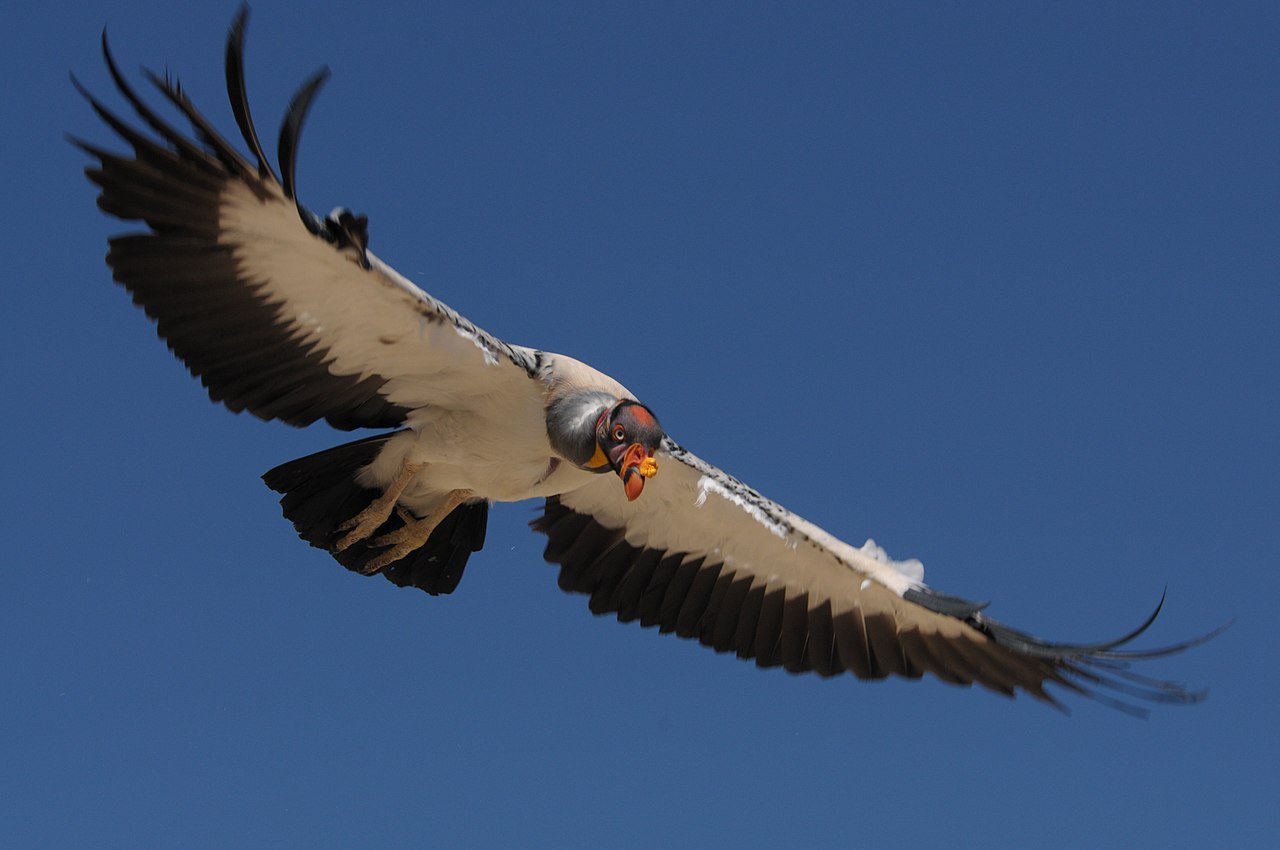 A soaring King Vulture. c/o wikicommons.