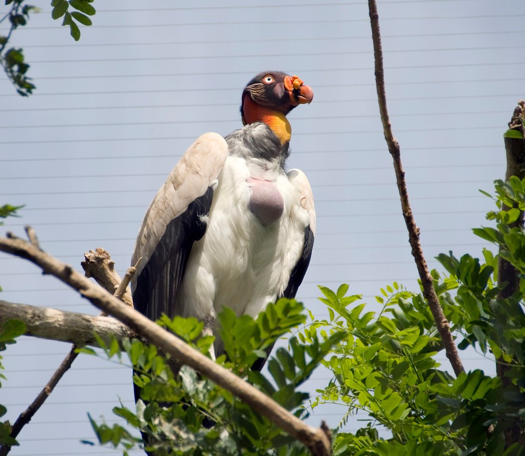 A captive King Vulture showing its crop, or pouch. c/o wikicommons.