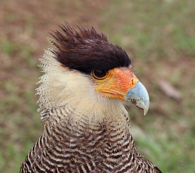 The Crested Caracara, also known as Mexican Eagle. c/o Charles J. Sharp, wikicommons.