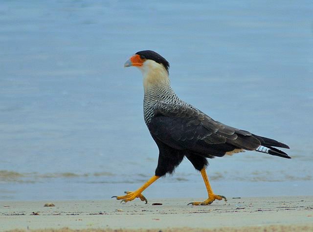 A strutting Crested Caracara. c/o Share Alike 4.0 wikicommons.