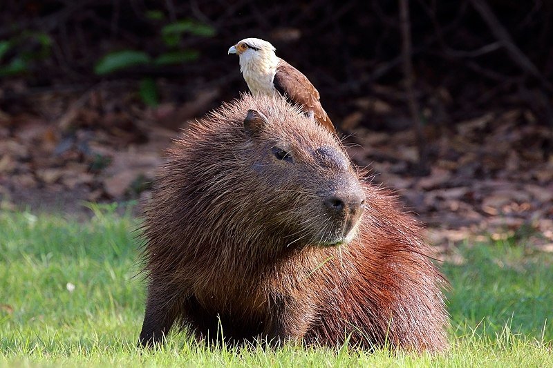 A Caracara feeding on the back of a Capybara. c/o Charles J. Sharp wikicommons.