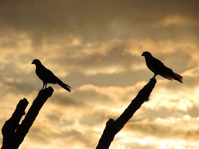 A pair of Caracaras making themselves seen. c/o Dcunha199, wikicommons. 