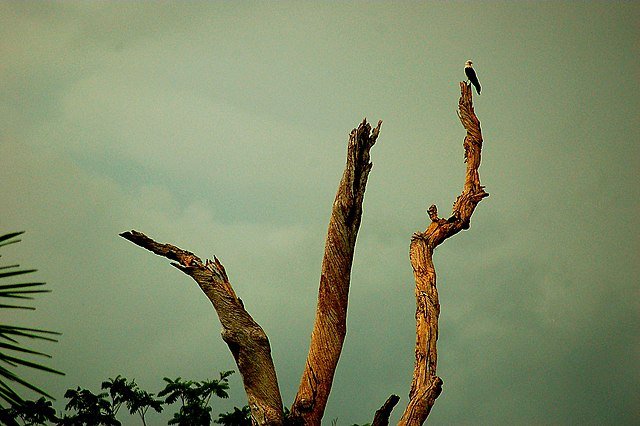 A favourite hang-out of our crafty Yellow-Headed Caracara - conspicuous high branches, from which it screeches the familiar call. c/o Enricoyempest, wikicommons.