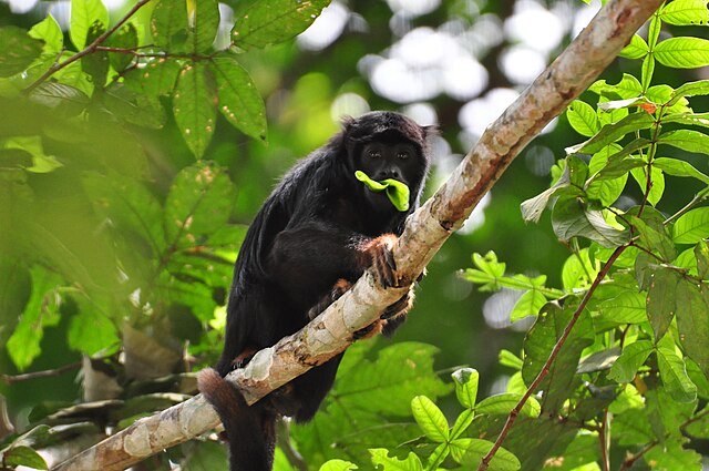 A Howler feeding on leaves, its preferred food of choice. Fruit and flowers compliment their majority-leaf diet. c/0 Frederico Acaz Sonntag wikicommons.