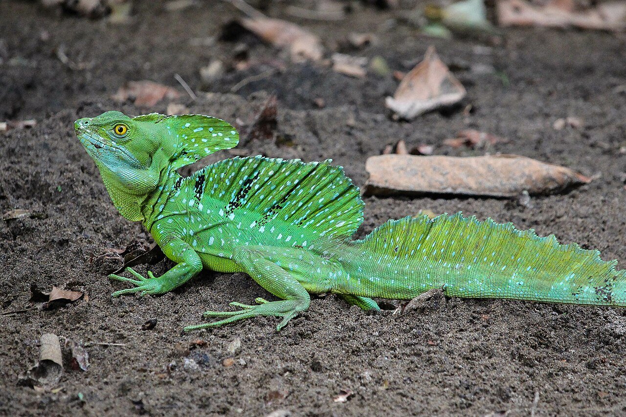 A Green Basilisk near Alajuela, Costa Rica. c/o Connor Long wikicommons.