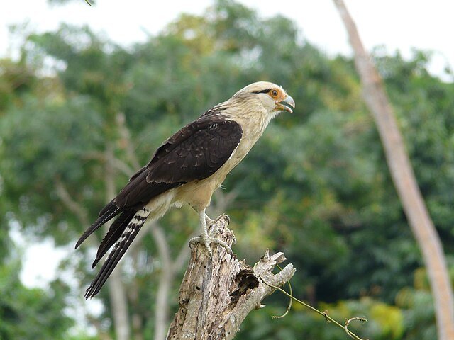 A Yellow-Headed Cacacara making itself seen while calling with the typical shrill 'keeeeeeah'. c/o Guillermo Vasquez , wikicommons.