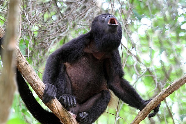 Costa Rica's Mantled Howler Monkey in action. c/o Cephas wikicommons.