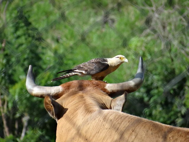 A Caracara feeding on top of a bull. c/o Samuelistok wikicommons.