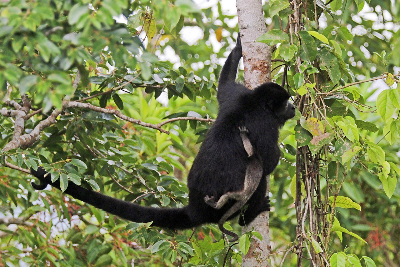 An Ecuadorian Mantled Howler with a baby. c/o Charles J. Sharp wikicommons.