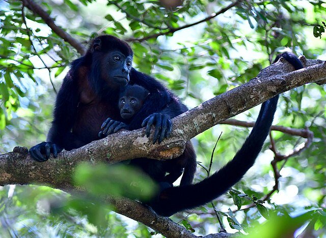 A mother Howler Monkey with her baby. c/o Panegyrics of Granovetter wikicommons.