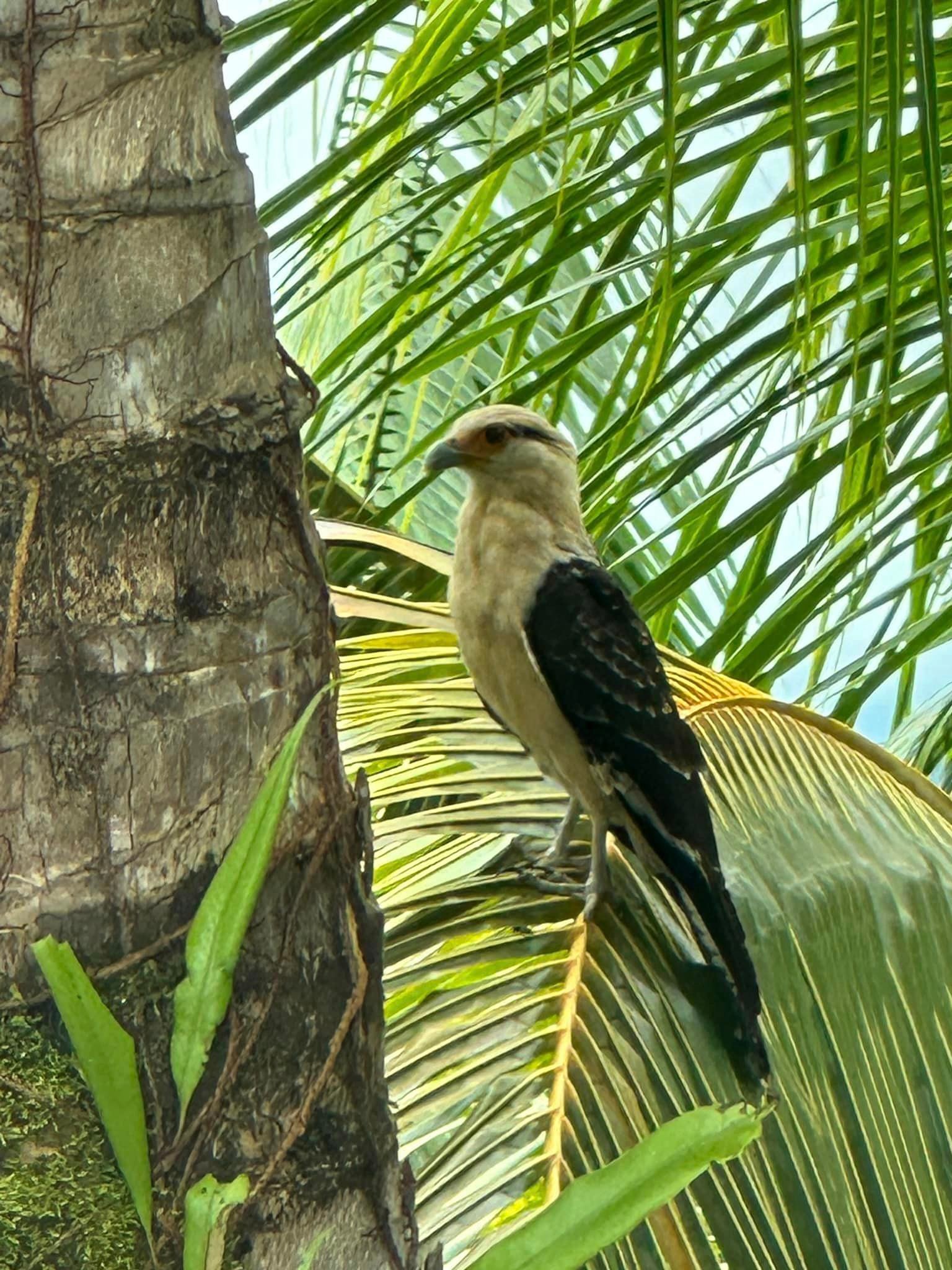 Our crafty Yellow-Headed Caracara on Ben's property. Moments earlier, the bird was curiously investigating his car's windshield. 