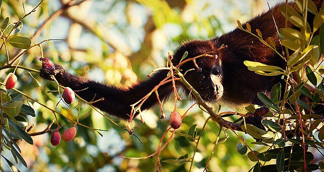 A young Howler reaching for fruit in Costa Rica. c/o https://www.flickr.com/photos/milkish/ wikicommons.