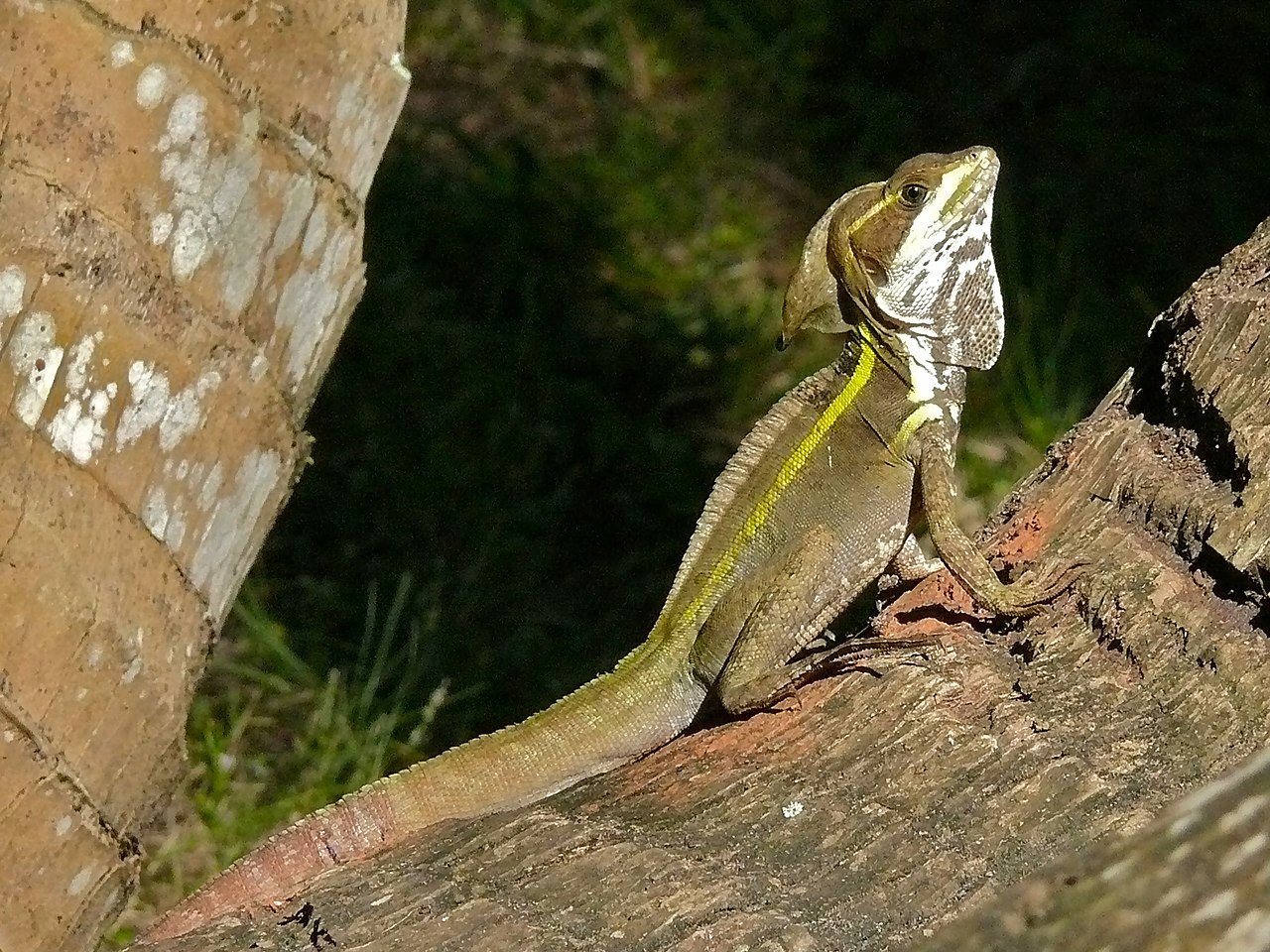 A Brown Basilisk. c/o Bernard DUPONT wikicommons.