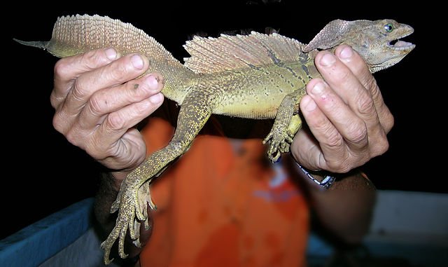 The large, webbed hind feet of the Common Basilisk are clearly visible. c/o wikicommons.