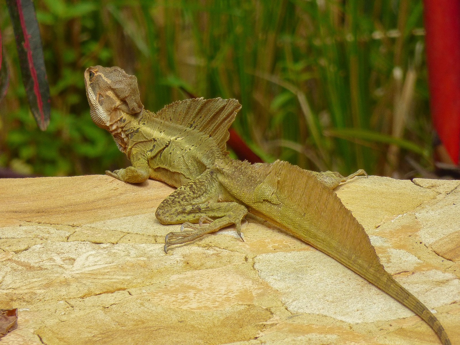 A Common Basilisk in ben's backyard.