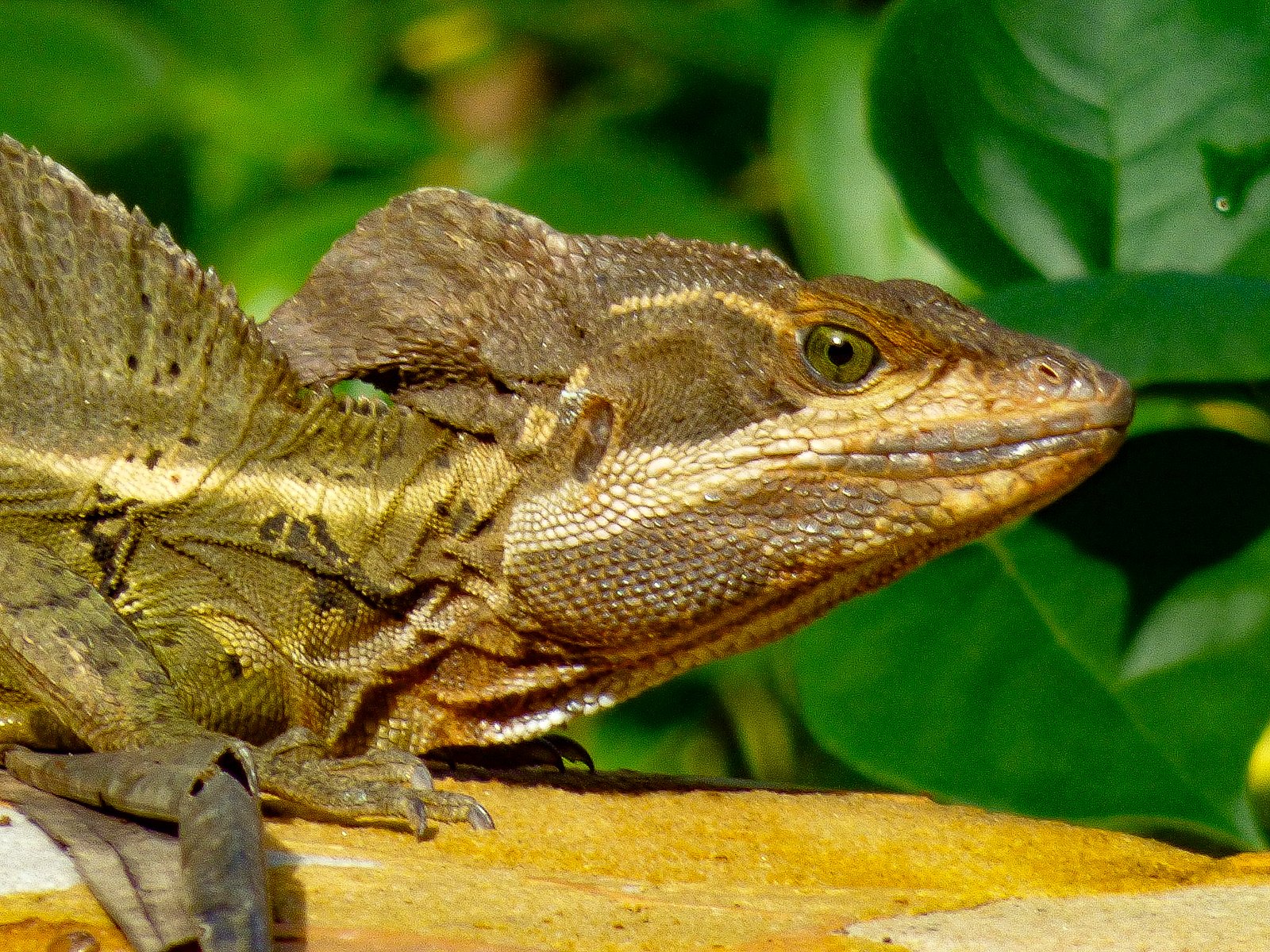 A Common Basilisk in Ben's backyard, hanging by the pool. 