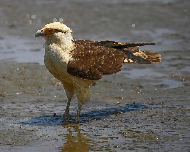 Our crafty Yellow-headed Caracara foraging for seafood. c/o lwolfartist, wikicommons. 