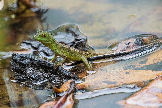 A Green basilisk near its preferred freshwater habitat, where it hunts for food during the day. c/o Adam Jackson wikicommons.