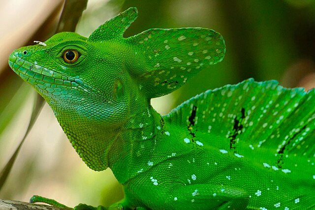 The beautiful Green Basilisk. c/o Bernard DUPONT wikicommons. 