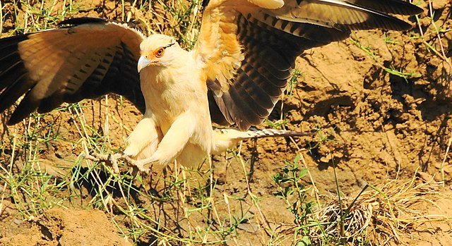 A very falcon-like pose of the Caracara - while the birds mostly forage for food on the ground, they are known to take animals on the wing. c/o Rob Stoeltje, wikicommons. 