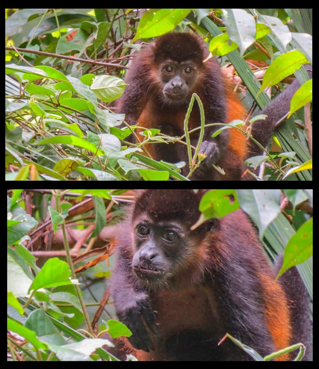 This juvenile Howler hung out with Heather for a while. 