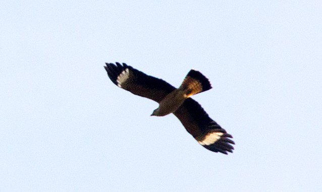 The noticeable white markings on the underside of Caracaras' wings - resembling WW2 fighter aircraft decals - make the birds very easy to identify. c/o Mike Peel wikicommons.