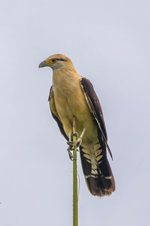 A Caracara enjoying a high perch. c/o Charles J. Sharp wikicommons.