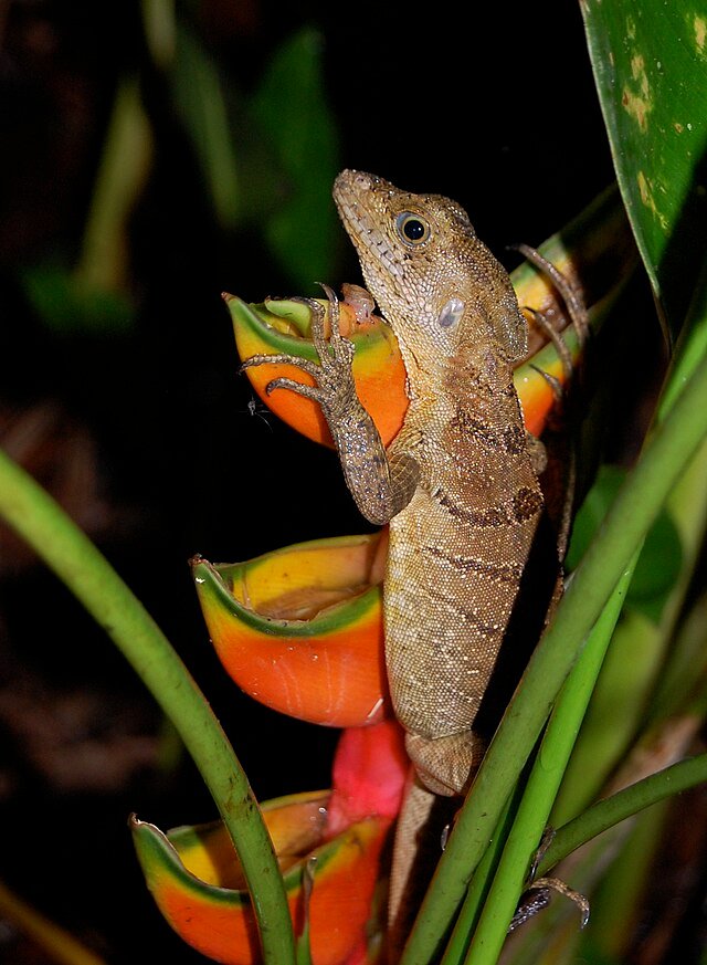 Common Basilisk female in the Osa Peninsula, Costa Rica. c/o Steven G. Johnson wikicommons. 