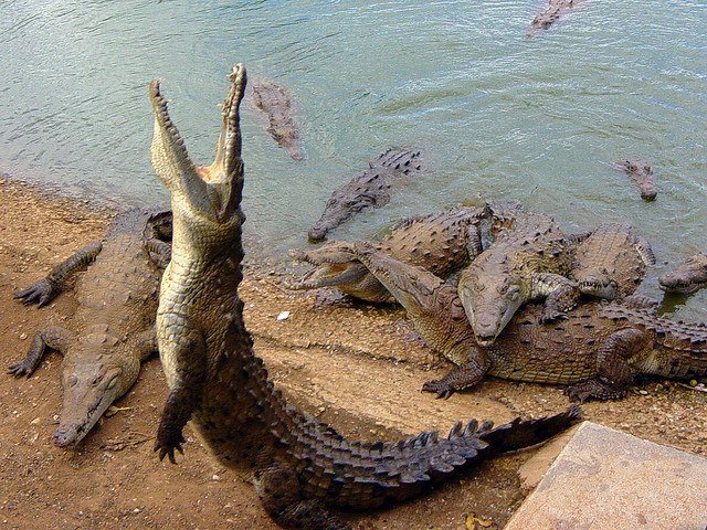 A large gathering of American Crocodiles. c/o Alex W S, wikicommons. 