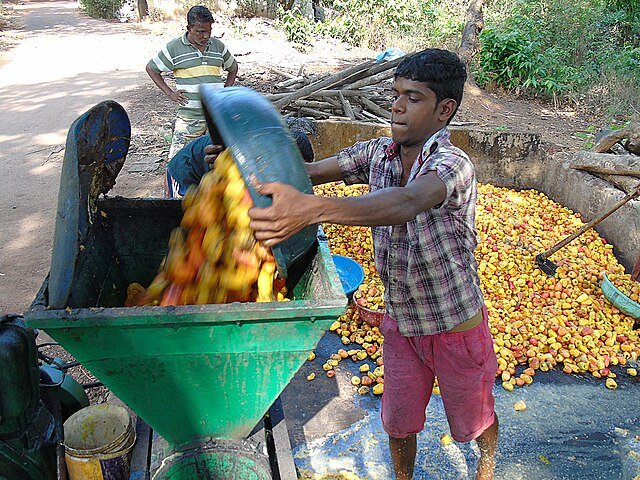 The preparation of Fanny in Goa, India. c/o draftcraft, wikicomons.