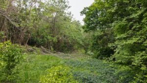 Property For Sale in Ojochal Costa Rica