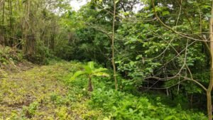 Property For Sale in Ojochal Costa Rica