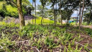 5925 Lot #43 For Sale In Ph8 Ojochal 11