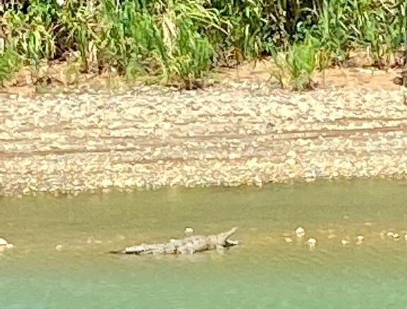 American Crocodile hanging out in Baru River, just outside Playa Dominical.